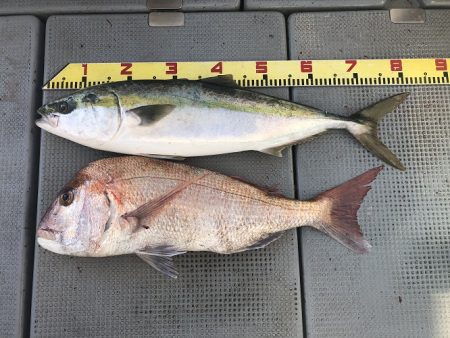 sea boss　シーボス 釣果