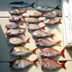 来温丸(らいおんまる) 釣果