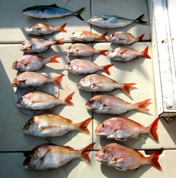 来温丸（らいおんまる） 釣果