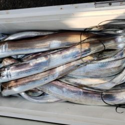 オーフリー 釣果