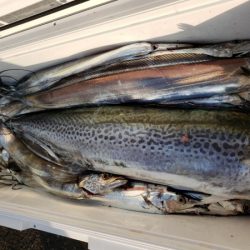 オーフリー 釣果