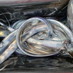 オーフリー 釣果