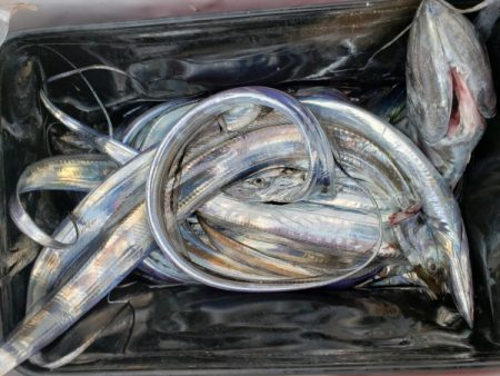 オーフリー 釣果