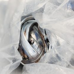 オーフリー 釣果