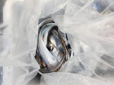 オーフリー 釣果