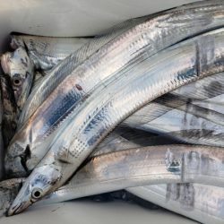 オーフリー 釣果