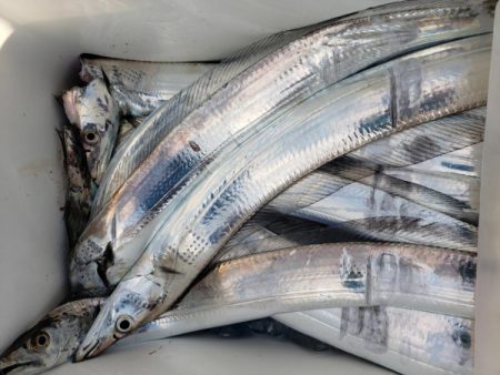 オーフリー 釣果