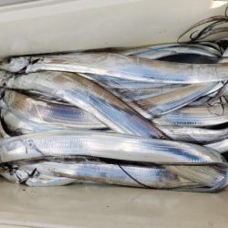 オーフリー 釣果