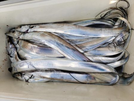 オーフリー 釣果