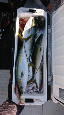 海龍丸（福岡） 釣果