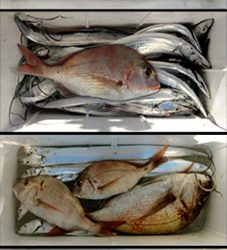 来温丸(らいおんまる) 釣果