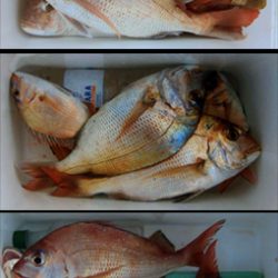 来温丸(らいおんまる) 釣果