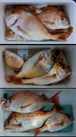 来温丸（らいおんまる） 釣果