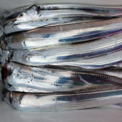 オーフリー 釣果