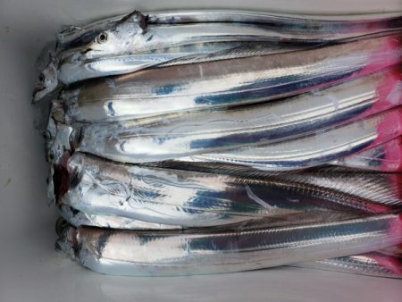 オーフリー 釣果