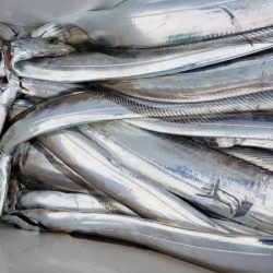 オーフリー 釣果