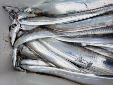 オーフリー 釣果