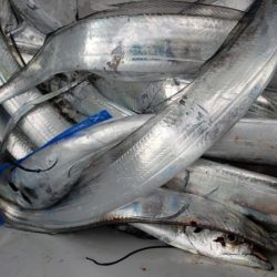 オーフリー 釣果