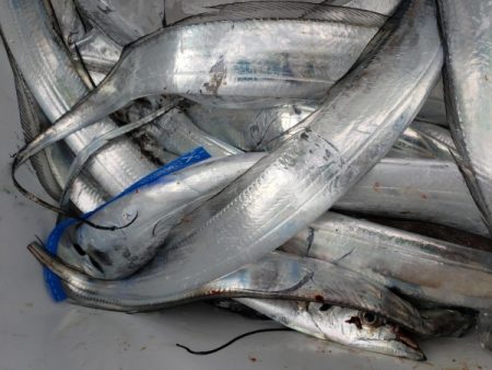 オーフリー 釣果