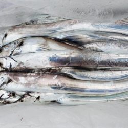 オーフリー 釣果