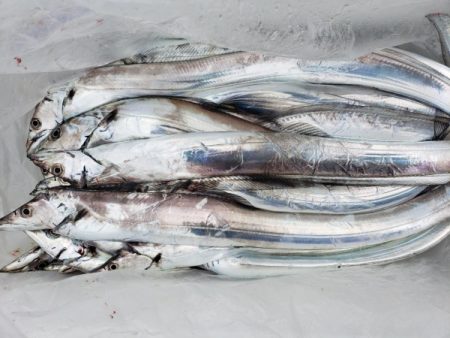 オーフリー 釣果