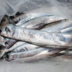 オーフリー 釣果