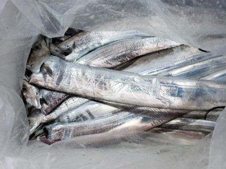 オーフリー 釣果