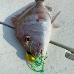 マタウマリンサービス 釣果