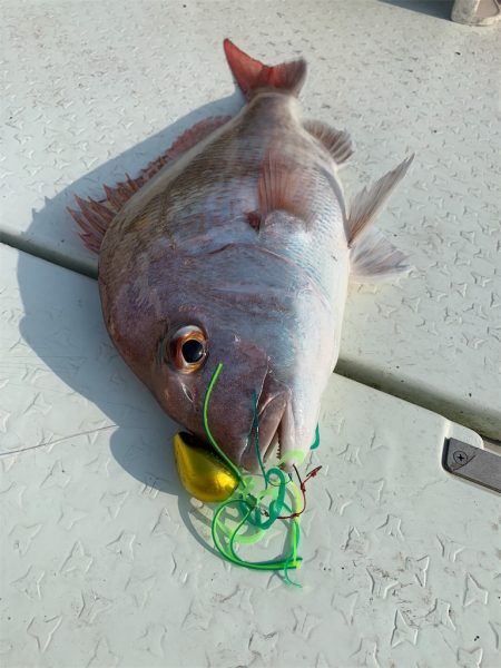 マタウマリンサービス 釣果