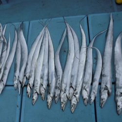 十八宝洋丸 釣果