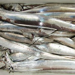 松本釣船２ 釣果