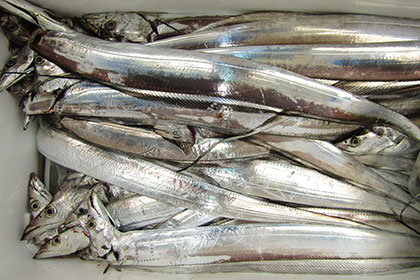 松本釣船２ 釣果