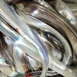 松本釣船２ 釣果