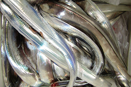 松本釣船２ 釣果