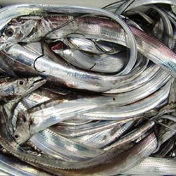 松本釣船２ 釣果