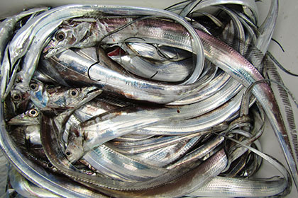 松本釣船２ 釣果