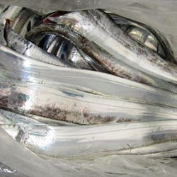 松本釣船２ 釣果