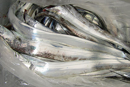 松本釣船２ 釣果