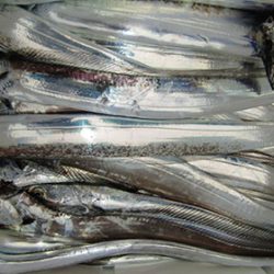 松本釣船２ 釣果