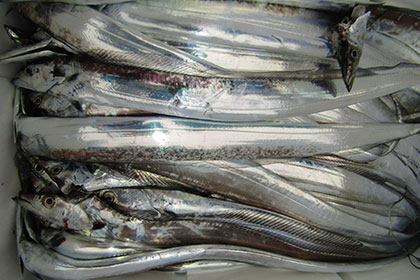 松本釣船２ 釣果