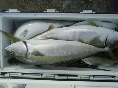 海龍丸（福岡） 釣果