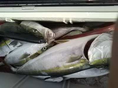海龍丸（福岡） 釣果