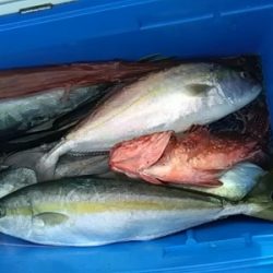 海龍丸（福岡） 釣果