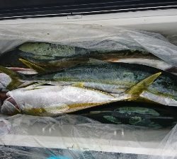 海龍丸(福岡) 釣果