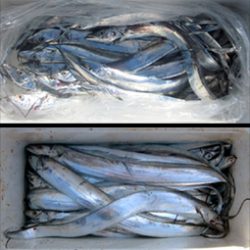 来温丸(らいおんまる) 釣果