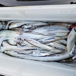 オーフリー 釣果