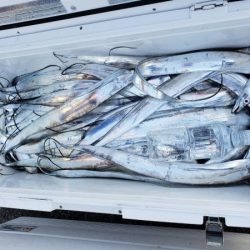 オーフリー 釣果