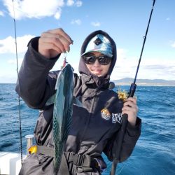 ブルーピア 釣果