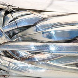 松本釣船２ 釣果