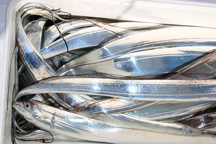 松本釣船２ 釣果